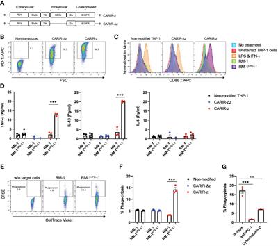 Targeting PD-L1 in solid cancer with myeloid cells expressing a CAR-like immune receptor